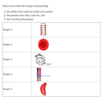 Select and order the images representing
1. the alleles that code for sickle cell anemia
2. the protein that they code for, and
3. the resulting phenotype.
DNA vtrerd
Image 1
Image 2
Image 3
Prote made
vith Hs
Image 4
protein mude with Hs
|Image 5
