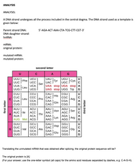 ANALYSIS
ANALYSIS:
A DNA strand undergoes all the process included in the central dogma. The DNA strand used as a template is
given below:
Parent strand DNA:
DNA daughter strand:
5-AGA-ACT-AAA-CТА-ТСG-СTT-CGT-3'
hnRNA:
MRNA:
original protein:
mutated mRNA:
mutated protein:
second letter
A
G
UUUPhe
UCU)
UCC
UAU
UGU
Cys
UUC
U
UUA
UAC Tyr
UGC
Ser
UAA stop UGA stop| A
UAG stop UGG Trp
UCA
Leu
UUG
UCG
G
CUU
CCU
CAU
CGU
His
CAC
САА
CUC
CC
CGC
Leu
Pro
Arg
A
CUA
ССА
CG
CGA
Gln
CAG SO
AAU
CUG
CGG
AUU
ACU
AGU
AGC Ser
A
Asn
AUC lle
A
AUA
ACC
AAC
Thr
AAA
AAG Lys
GAU
АСА
AUG Met ACG
AGG Arg
GUU
GCU
GGU
U
Asp
GUC
GGC
GCC
GCA
GCG
GAC
Val
GUA
Ala
Gly
A
GAG Glu
GGG
GAA
GGA
GUG
G
Translating the unmutated MRNA that was obtained after splicing, the original protein sequence will be?
The original protein is [A]
(For your answer, use the one-letter symbol (all caps) for the amino acid residues separated by dashes, e.g. C-A-S-H).
first letter
third letter
