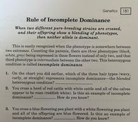 Genetics
181
Rule of Incomplete Dominance
When two different pure-breeding strains are crossed,
and their offspring show a blending of phenotypes,
then neither allele is dominant.
This is easily recognized when the phenotype is somewhere between
two extremes. Counting the parents, there are three phenotypes (black,
white, grey) being expressed in these flowers instead of only two, and that
third phenotype is intermediate between the other two. This heterozygous
condition is called incomplete dominance.
1. On the chart you did earlier, which of the three hair types (wavy,
curly, or straight) represents incomplete dominance-the blended
heterozygous condition?
2. You cross a herd of red cattle with white cattle and all of the calves
appear to be roan (reddish white). Is this an example of incomplete
dominance?
How do you know?
3. You cross a blue flowering pea plant with a white flowering pea plant
and all of the offspring are blue flowered. Is this an example of
incomplete dominance?
How do you know?
