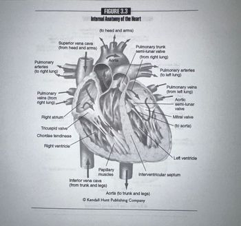 Answered: As stated previously, the heart is a… | bartleby