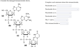 Consider the damaged tetranucleotide shown.
NH₂
HỌ—CH, O
(a)
H
HH
O
H
H
-O-P-O-CH₂ O
(b)
H
N
H H
(c)
H
OCH₂
O H
-O-P-O-CH₂ O
H
NH
N ANH,
NH₂
H H
OH
(d)
H HN
O H
-O-P-O-CH₂ O
H
H H
OH H
H
Complete each statement about this tetranucleotide.
Nucleotide (a) is
Nucleotide (b) is
Nucelotide (c) is
Nucleotide (d) is
The 3' end is
This tetranucleotide is
▶