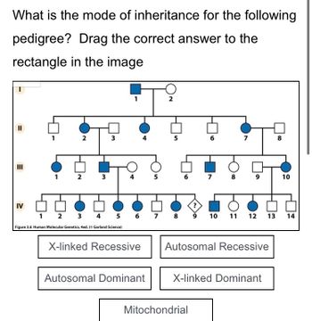 Answered: What is the mode of inheritance for the… | bartleby