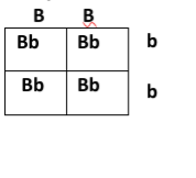 Answered: Referring to the Punnett square that… | bartleby