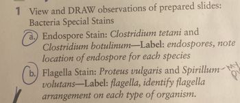 1 View and DRAW observations of prepared slides:
Bacteria Special Stains
a. Endospore Stain: Clostridium tetani and
Clostridium botulinum-Label: endospores, note
location of endospore for each species
b.) Flagella Stain: Proteus vulgaris and Spirillum-MY-
volutans-Label: flagella, identify flagella
arrangement on each type of organism.
P