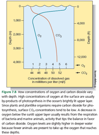 1,000 –
4,000
E 2,000
O2
Co2
-8,000
3,000 -
12,000
4,000 -
1
3
4
5 6
+ 02
44
46
48
50
52
CO2
Concentration of dissolved gas
in milliliters per liter (m/l)
Figure 7.8 How concentrations of oxygen and carbon dioxide vary
with depth. High concentrations of oxygen at the surface are usually
by-products of photosynthesis in the oceans brightly lit upper layer.
Since plants and plantlike organisms require carbon dioxide for pho-
tosynthesis, surface CO, concentrations tend to be low. A decrease in
oxygen below the sunlit upper layer usually results from the respiration
of bacteria and marine animals, activity that tips the balance in favor
of carbon dioxide. Oxygen levels are slightly higher in deeper water
because fewer animals are present to take up the oxygen that reaches
these depths.
Bu ween ebetuage
Depth (ft)
(w) yıdeg
