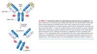 binding site
Antigen-
binding site
VH
Hlnge
reglon
S-S
Light chaln
CHO
CH
CHO
CH
1 FIGURE 7.3 Schematic models of an IgG antibody molecule and an Fab fragment. The
IgG is made from two identical heavy chains (dark blue) and two identical light chains (light
blue), all held together by disulfide bonds. Each chain contains both constant domains
(C) and variable domains (V). Constant domains are the same in all antibody molecules of a
given class (see Table 7.1), whereas variable domains confer specificity to a given antigenic
determinant. Cleavage by certain proteolytic enzymes such as papain at the hinge regions
allows production of two identical monovalent Fab fragments and one F, fragment (see
Figure 7.4). The carbohydrate (CHO; red) attached to the heavy chains helps determine the
destinations of antibodies in the tissues and in stimulating secondary responses such as
phagocytosis. The crystal structure of an immunoglobulin molecule is shown in Figure 7.4.
Heavy chaln
Enzymatlc
dleavage
Fab fragments
VH
VL
S-S
ss
CHO
CH CH
CHO
Fe fragment
Antigen-
