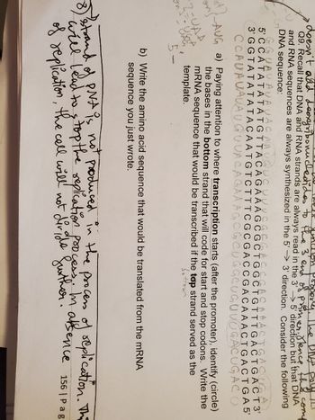 doesn't add deoxyribonucleotides to the 3 end of promer. Hence,
suncion properly. The bir pay comp
Q9. Recall that DNA and RNA strands are always read in the 3'5' direction but that DNA
and RNA sequences are always synthesized in the 5' 3' direction. Consider the following
DNA sequence:
L
GGUAVAVAVACAAUQUC UU
5'CCATATATATGTTACAGAAAGCGCTGGCTGTTTGACTGACT3'
3' GGTATATATACAATGTCTTTCGCGACCGACAAACTGACTGA5'
CCAUAVAVAUGUUACAGAA AG CUGGCUGUVUGACUGACU
ACUGA
ons
2=UAA
AUG a) Paying attention to where transcription starts (after the promoter), identify (circle)
the bases in the bottom strand that will code for start and stop codons. Write the
mRNA sequence that would be transcribed if the top strand served as the
template.
*
5.
b) Write the amino acid sequence that would be translated from the mRNA
sequence you just wrote.
8
will og PNA is not produced in the process of replication. The
will lead to stop the
replication process. In absence 156 | Pag
of replication, the cell will not divids further.