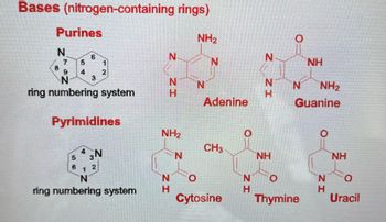 Bases (nitrogen-containing
Purines
N
8
7
5
4
5
6
6
9
N
ring numbering system
4
1
2
3
Pyrimidines
3N
2
1
N
ring numbering system
N
rings)
N N
H
NH₂
N
N
H
NH₂
N
Adenine
CH3
O
Cytosine
N
H
Z ZI
NH
N
NH₂
Guanine
NH
0
Thymine
N
H
NH
0
Uracil