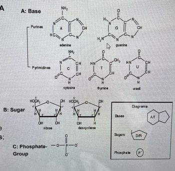 Answered: A: Base B: Sugar ; Purines Pyrimidines… | Bartleby