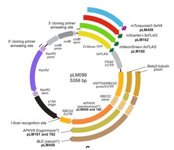 5' cloning primer
annealing site
3' cloning primer
annealing site
ccdB
ccdB
term
ccdB
CrVenus YFP
prom
KanR2
3xFLAG
prom
PSAD
3'UTR
KanR2
PLM099
5356 bp
HSP70A/RBCS2
prom/5'UTR
KanR2
term
RBCS2
intron
p15A
origin
APHVIII
(paromomycin)
I-Scel recognition site
APHVII (hygromycinⓇ)
PLM161 and 162
BLE (zeocinⓇ)
PLM459
RBCS2 PLM099 and 160
3'UTR
m Turquoise 2-3xHA
PLM459
mScarlet-i-3xFLAG
PLM162
mNeon Green-3xFLAG
PLM160
Beta2-tubulin
prom