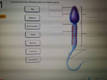 1
ipped
Correctly label the following parts of a mature sperm.
Tail
Midpiece
Mitochondrion
Head
Nucleus
Centriole
Acrosome
10
Next >>