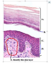 А.
С.
-D.
E. Identify this skin layer
B.
