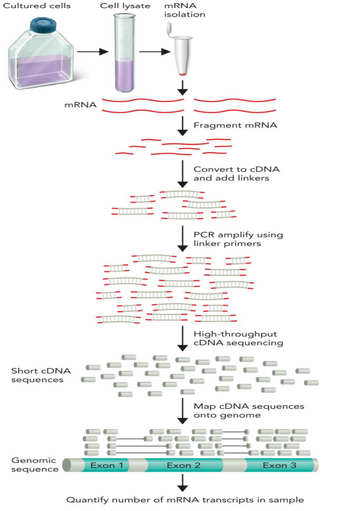 Answered: Convert to cDNA and add linkers | bartleby