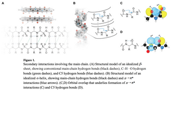 A
סגי
Z-I
N
HHR
H O RH
O
0=
N
O H
R
..I-Z
FO:::
H O
FO
I-
HR
RH
I-Z
0=
R
=
Z-I
N
Z-I
O H
H O
HR
RH
B
R
m
vin
D
O
H
I
N
R
Figure 1.
Secondary interactions involving the main chain. (A) Structural model of an idealized -
sheet, showing conventional main-chain hydrogen bonds (black dashes), C-HO hydrogen
bonds (green dashes), and C5 hydrogen bonds (blue dashes). (B) Structural model of an
idealized a-helix, showing main-chain hydrogen bonds (black dashes) and n*
interactions (blue arrows). (C,D) Orbital overlap that underlies formation of n*
interactions (C) and C5 hydrogen bonds (D).
n
0*
TT*