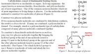 Carbohydrates consist of fundamental building blocks
(monomers) known as saccharides or sugars. In living organisms. the
sugars known as monosaccharides, disaccharides, and polysaccharides
are of most importance. One of the common monosaccharides which are
of great importance to living things is glucose. Use the molecular model
material to construct two molecules of glucose (Figure 4).
CH,OH
HO-C-H
H-C-OH
Construct two glucose molecules.
If two monosaccharide molecules are combined by dehydration synthesis,
the result is a disaccharide. If many are combined, a polysaccharide is
formed. For example, starch is a polysaccharide type of carbohydrate
composed of many glucose molecules combined together.
H-C-OH
ČH,OH
Figure 4. Glucose
CH,OH
To construct a disaccharide molecule known as maltose,
join your two glucose molecules together by bringing the
hydroxyl group at the end of one molecule (reactive
group #1) next to the hydroxyl group at the opposite end of
the other glucose molecule (reactive group #2 of the other
molecule). (See Figure 5 for which hydroxyl groups to
use.) Remove a molecule of water and attach the two
glucose molecules together.
Reactive
H
Group #2
OH
C
OH
H
но
Reactive
H
Group #1
OH
Figure 5. Reactive groups of glucose.
