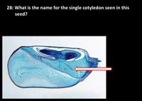 28: What is the name for the single cotyledon seen in this
seed?
