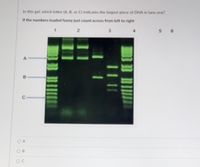 In this gel, which letter (A, B, or C) indicates the largest piece of DNA in lane one?
If the numbers loaded funny just count across from left to right
2
3
C
O A
O B
