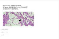 Answered: EPITHELIUM. | Bartleby