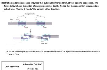Restriction endonucleases are enzymes that cut double stranded DNA at very specific sequences. The
figure below shows the action of one such enzyme, EcoRI. Notice that the recognition sequence is a
palindrome. That is, it "reads" the same in either direction.
Recognition sites
DNA
Cut
GAATTC
CTTAAG
Cut
DNA Sequence
AATTC
CTTAA
Cut
GAATTC
CTTAAG
† cut
AATTC
CTTAA
Sticky end
A. In the following table, indicate which of the sequences would be a possible restriction endonuclease cut
site in DNA:
A Possible Cut Site?
(Yes or No)