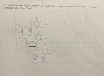 Answered: 47. Is the following a polymer of DNA… | bartleby