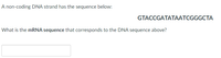 A non-coding DNA strand has the sequence below:
GTACCGATATAATCGGGCTA
What is the MRNA sequence that corresponds to the DNA sequence above?
