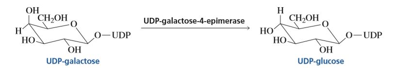 ОН
CH,OH
Н
CH,OH
Н
НО
UDP-galactose-4-epimerase
НО
НО.
0-UDP
0-UDP
ОН
ОН
UDP-glucose
UDP-galactose
