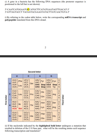 c) A gene in a bacteria has the following DNA sequences (the promoter sequence is
positioned to the left but is not shown):
5'-CAATCATGGAATGCCATGCTTCATATGAATAGTTGACAT-3'
3'-GTTAGTACCT TACGGTACGAAGTATACTTATCAACTGTA-5'
i) By referring to the codon table below, write the corresponding mRNA transcript and
polypeptide translated from this DNA strand.
2
Second letter
с
A
UUUPhe
UAU
Tyr
UAC.
UGU
UGCJ
UCU)
UCC
UCA
UUG Leu UCG
Cys
UUC
UUA
Ser
UAA Stop UGA Stop A
UAG Stop UGG Trp G
CUU
CÚC
CCU
ССС
CAU
CGU
His
САC
Pro
CC
CỦA
Leu
ССА
CAA
Arg
CGA
CUG J
CCG)
CAG Gin
CGG
AUU
ACU
AAU
Asn
AGU
Ser
AUC le
АСC
АCА
AAC
AAA
AGC.
Thr
JArg
AUA
AGA
AUG Met ACG
AAG Lys
AGG.
GAU
Asp
GUU)
GCU
GCC
GCA
GCG
GGU"
GGC
GGA
GGG
GUC
Val
GUA
GAC
Ala
Gly
GAA
Glu
GAGJ
GUG
ii) If the nucleotide indicated by the highlighted bold letter undergoes a mutation that
resulted in deletion of the C:G base pair, what will be the resulting amino acid sequence
following transcription and translation?
Third letter
DUAG
DUAG
DUAG
A.
First letter
