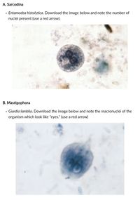 Answered: A. Sarcodina Entamoeba Histolytica.… 