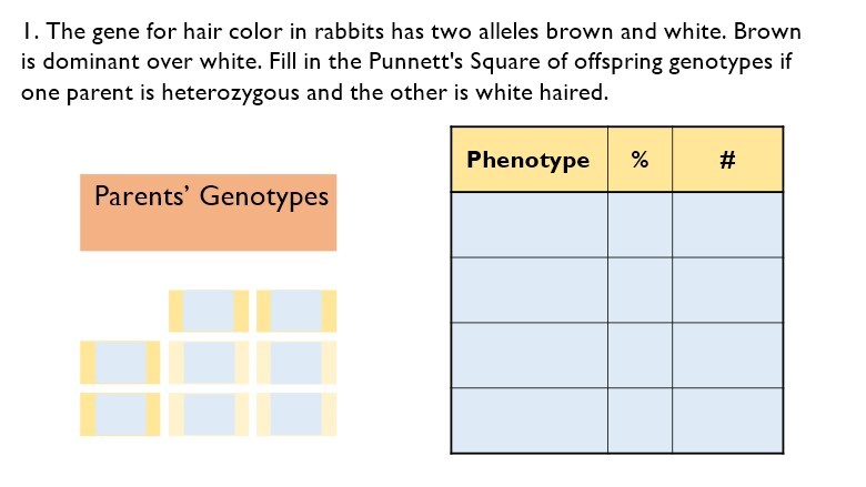 Answered: The gene for hair color in rabbits has… | bartleby