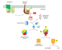 adrenaline
adenylyl
cyclase
CYTOSOL
GDP
ATP
dissociated
R-subunit
of PKA
CAMP
inactive PKA
active
РКА
phosphorylase
kinase
glycogen
phosphorylase
GLYCOGEN
G1P
