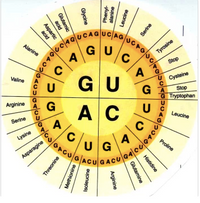 CAGUCAGUGPO
Alanine
GU
A
Tyrosine
C
Stop
Valine
GU
AC
U
Cysteine
C
Stop
G
Arginine
A G
Serine
A
Leucine
Lysine
U G
Proline
Asparagine
ouonen
alanine
Phenyl-
Glycine
Serine
Glutamic
acid
Аврartic
acid
Histidine
Glutamine
Arginine
Methionine
Isoleucine
Threonine
