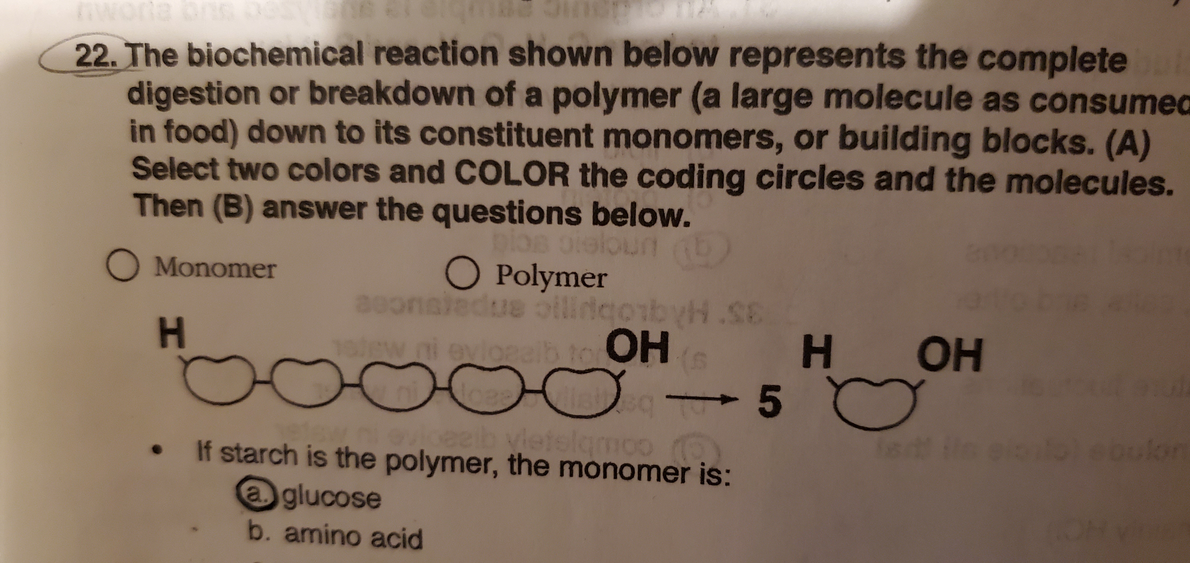 22. The biochemical reaction shown below represents the complete
digestion or breakdown of a polymer (a large molecule as consumed
in food) down to its constituent monomers, or building blocks. (A)
Select two colors and COLOR the coding circles and the molecules.
Then (B) answer the questions below.
oieloun (b)
O Monomer
O Polymer
asonaledue olidgoibyH.SE
H.
н
- 5
он
1ew.ni evloralb to OH
1)
oviceeib vletelgmoo (
If starch is the polymer, the monomer is:
Ted n eilo eoukon
@glucose
b. amino acid
