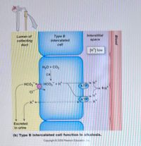 Interstitial
Туре В
intercalated
Lumen of
collecting
space
duct
cell
[H) low
H20 + CO2
CA
HCO,
HCO,+ H*
ATP
cr
K*.
ATP
K*
Excreted
in urine
(b) Type B Intercalated cell function in alkalosis.
Copyright 2008 Pearson Education. Inc.
Blood
