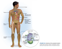 Tonsil
Thymus
SALT
(skin-associated
lymphoid tissue)
-Spleen
-MALT (mucosa-
associated
lymphoid tissue),
including
Peyer's patches
Bone
marrow
Lymph node
Follicles
(where naive
B cells gather)
Lymphatic
vessels
Paracortex
(where naive
T'cells gather)
Artery
-Vein
Efferent (outgoing)
lymphatic vessel
Afferent
(incoming)
lymphatic
vessels
FIGURE 15.3 Anatomy of the Lymphatic System
Lymph flows through a system of lymphatic vessels,
passing through lymph nodes and lymphoid tissues.
