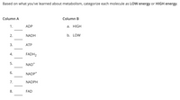 Based on what you've learned about metabolism, categorize each molecule as LOW energy or HIGH energy.
Column A
Column B
1.
ADP
a. HIGH
2.
NADH
b. LOW
ATP
FADH2
NAD+
NADP+
7.
NADPH
8.
FAD
3.
4.
5.
6.
