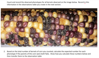 Count and record the observed phenotypes for all kernels observed on the image below. Record in this
information in the observations table you create in the next section.
2. Based on the total number of kernels of corn you counted, calculate the expected number for each
phenotype if the parents of this corn were both PpSs. Show how you calculate these numbers below and
then transfer them to the observation table
