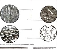 1
2
4
Figure 6.2 Identify the connective tissues represented in these drawings.
through it. A variety of cell types may be found here:
fibrocytes, adipose cells, and white blood çells,
mork C horncteristics
3.
