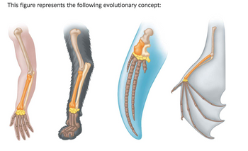 This figure represents the following evolutionary concept: