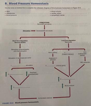 B. Blood Pressure Homeostasis
Use the terms in bulleted list to complete the schematic diagram of bl
• ADH
aldosterone
• blood pressure
2.
Stimulation
Short Term Regulation
Nervous System
Stimulation of baroreceptors
and chemoreceptors
Stimulation of cardiovascular center
HOMEOSTASIS
moil toron Normal BP and volume one to law of nidiw and slam dioome si D
HYSIO
stimulation
e-Leaf Print Companic
Peripheral
vasoconstrictio
of blood pressure homeostasis in Figure 29.8.
Decreased BP and volume
5.
FIGURE 29.8 Blood pressure homeostasis.
blood volume
• cardiac output
sympathetic nerves
Renin (kidney)
Angiotensin II
activation
Homeostasis restored
Long Term Regulation
Hormones
6
conalligus art nidhiw wolf bool
4
(Posterior pituitary)
(Adrenal gland)
J
00018 A
Blood pressure
ΕΡΟ
erythropoietin
(kidney)
RBC production