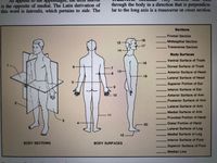 As applled to
is the opposite of medial. The Latin derivation of
this word is lateralis, which pertains to side. The
through the body in a direction that is perpendicu-
lar to the long axis is a transverse or cross section.
Sections
Frontal Section
16
15
Midsagittal Section
17
Transverse Section
14
Body Surfaces
Ventral Surface of Trunk
18
Dorsal Surface of Trunk
13
Anterior Surface of Head
19
Lateral Surface of Head
Superior Portion of Ear
Inferior Surface of Ear
10
Anterior Surface of Arm
Posterior Surface of Arm
Lateral Surface of Arm
Medial Surface of Arm
Proximal Portion of Hand
20
Distal Portion of Hand
Lateral Surface of Leg
12
Medial Surface of Leg
Inferior Surface of Foot
BODY SECTIONS
BODY SURFACES
Superior Surface of Foot
Median Line
