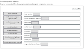 Match the organelle to its function.
Drag the terms on the left to the appropriate blanks on the right to complete the sentences.
turgor pressure
synthesis of complex
polysaccharides
synthesis of secretory
proteins
steroid synthesis
protein synthesis
photosynthesis
detoxification of hydrogen
peroxide
contains pigments in flowers
Golgi complex:
smooth endoplasmic reticulum:
peroxisome:
central vacuole:
chloroplast:
ribosome
chromoplast:
rough endoplasmic reticulum:
Reset Help