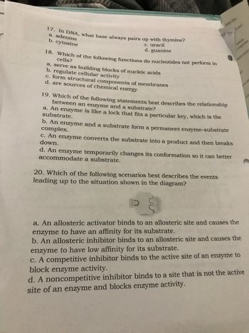 17. In DNA, what base always pairs up with thymine?
a. adenine
c. uracil
d. guanine
b. cytosine
18. Which of the following functions do nucleotides not perform in
cells?
a. serve as building blocks of nucleic acids
b. regulate cellular activity
c. form structural components of membranes
d. are sources of chemical energy
19. Which of the following statements best describes the relationship
between an enzyme and a substrate?
a. An enzyme is like a lock that fits a particular key, which is the
substrate.
b. An enzyme and a substrate form a permanent enzyme-substrate
complex.
c. An enzyme converts the substrate into a product and then breaks
down.
d. An enzyme temporarily changes its conformation so it can better
accommodate a substrate.
20. Which of the following scenarios best describes the events
leading up to the situation shown in the diagram?
malls
charged as
a. An allosteric activator binds to an allosteric site and causes the
enzyme to have an affinity for its substrate.
b. An allosteric inhibitor binds to an allosteric site and causes the
enzyme to have low affinity for its substrate.
c. A competitive inhibitor binds to the active site of an enzyme to
block enzyme activity.
d. A noncompetitive inhibitor binds to a site that is not the active
site of an enzyme and blocks enzyme activity.