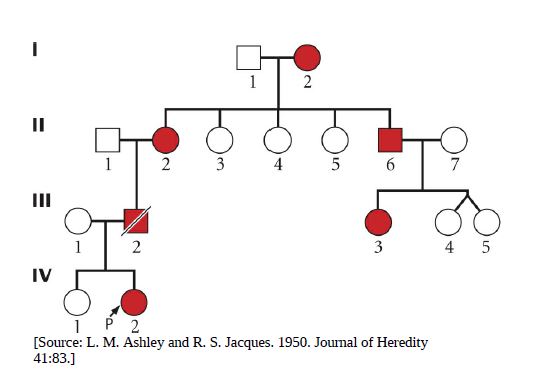 II
2 3
5 6
II
4 5
IV
[Source: L. M. Ashley and R. S. Jacques. 1950. Joumal of Heredity
41:83.]
3.
