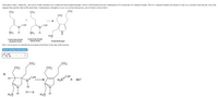 Chlorophyll, heme, vitamin B12, and a host of other substances are synthesized from porphobilinogen, which is itself formed from the condensation of two molecules of 5-aminolevulinate. The two 5-aminolevulinates are bound to lysine (Lys) residues in the enzyme, one in the
enamine form and the other in the imine form. Condensation is thought to occur via a several step process, one of which is shown below.
ÇO2
ÇO2
CO2
+
NH3
NH3
H
H3N
5-aminolevulinate
(enamine form)
5-aminolevulinate
(imine form)
Porphobilinogen
Draw curved arrows to illustrate the movement of electrons in this step of the reaction.
Arrow-pushing Instructions
CO2
CO2
CO2
CO2
:B
BH*
H-A
H3N
H3Ņ
