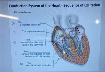 Conduction System of the Heart - Sequence of Excitation
Fill in the blanks.
2
The
generates impulses
The impulses pause at
The
transmits impulse from
atria to the ventricles
The
conduct the impulses through
the interventricular septum
The
depolarize both ventricles