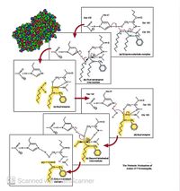 His 57
Asp 102
C=0
CH
Sor 195
...H-N.
Ni
Gly 193
c=0
...H-N,
(a) Enzyme-substrate complex
..•H-N.
N:
c=0
(b) First tetrahedral
Intermediate
His 57
CH-CH,
Asp 102
c=0
...H-N,
CH,
CH
Ser 195
(c) Acyl-enzyme
......t;N~
C=o*.HN
Gly 193
CH-CH,
c=0
CH
H
(d) Acyl-enzyme
CH-CH,
...H-N.
c=0
CH
(e) Second tetrahedral
Intermediate
H
HO-C=0
The Probaple Mechanism of
CH-CH,
Action of Chymotrypsin.
Es Scanned or scanner
In Enz,m-product
con
