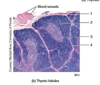 Answered: Blood vessels 3 4 30x (b) Thymic… | bartleby