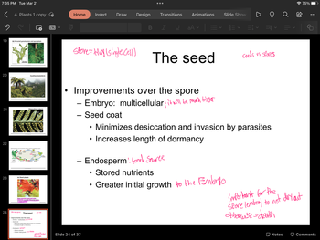 7:35 PM Tue Mar 21
< 4. Plants 1 copy
5
19
20
21
22
23
24
(b) Horsetail gametophyte and sporophyte
0.5 mm
Cyathea medullaris
(c) Seed plants
slove Hay (single Call)
Polypodium vulgare
mw
Have vascular tissue and make
seeds (for example, flowering plants,
or angiosperma)
The seed
Sori
• Improvements over the spore
Embrya: multicellular
1 m
Endospermd Sauce
• Stored nutrients
• Greater initial growth to the Embryo
5 mm
- Seed coat
- Minimizes desiccation and invasion by parasites
Increases length of dormancy
se to not dea
atdh
A
Home Insert Draw
store=ding (single cell]
Design
Slide 24 of 37
●●●
Transitions
B I U
Animations
aAv
=✓ = ✓ = ✓ =¶ ✓
The seed
Improvements over the spore
- Embryo: multicellular, it will be much bigger
Seed coat
Slide Show
Seeds vs stores
Minimizes desiccation and invasion by parasites
• Increases length of dormancy
Endosperm feed source
Stored nutrients
• Greater initial growth to the Embryo
important for the
store lembray to not dry out
otherwise-death
Notes
75%
Comments