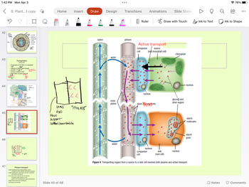 1:42 PM Mon Apr 3
<
42
43
44
45
46
47
5
af
D
O
6. Plant...1 copy
stele
cambs
Photopols
d
adid
tofa
ufuk
ce
Transpiration
(water loss)
• Evaporation of H₂O films on mesophyll
cells
• Diffusion of water vapor through
stomata
Tension created in leaf
Pulls water up xylem from soil
fansion dow
koks, brama, and Lommen
root hair
epidermis
endodermis
xylem
pericycle
phloem
Phloem transport
Sugar transferred from photosynthetic cell to
Sugar leaves sieve cell via diffusion
H₂O leaves via osmosis
cortex
433
when shampts are
an get cle
in the f
companion cell by passive and active transport
Sugar transferred to sieve tube cell from companion
cell (passive transport)
H₂O enters sieve element cell via osmosis
increases water pressure in cell
pushes H₂O and dissolved sugar along phloem
Home
10 Mil
H₂C
A
Slide 45 of 48
Insert Draw Design
асс
cl
Have
higger
welter concentration
9999.993
xylem
BE
water
sieve
plates
water
●●●
Transitions
phloem
Ruler
Animations
Active transport
companion
source
cell
(leaf mesophyll cell)
nucleus
sieve tilberements
BI
nudeus
Draw with Touch
Slide Show
sink
(root cell)
chloroplast
glucose and
other sugars
nucleus
nucleus
starch
molecules
starch
grain
companion
cell
Figure 9 Transporting sugars from a source to a sink cell involves both passive and active transport.
Ink to Text
Notes
76%
Ink to Shape
Comments