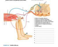 portion of fibers of the quadriceps femoris tendon.
effector for patellar reflex arc
• effector for reciprocal Innervation
• Integrating center for patellar reflex arc
• Integrating center for reciprocal innervation
• motor neuron for patellar reflex arc
• motor neuron for reciprocal Innervation
• receptor
• sensory neuron
8 7
1
2
3
4
5.
FIGURE 19.2 Patellar reflex arc.
